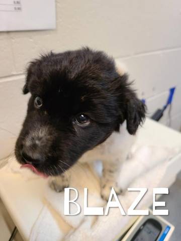 Blaze, adopted