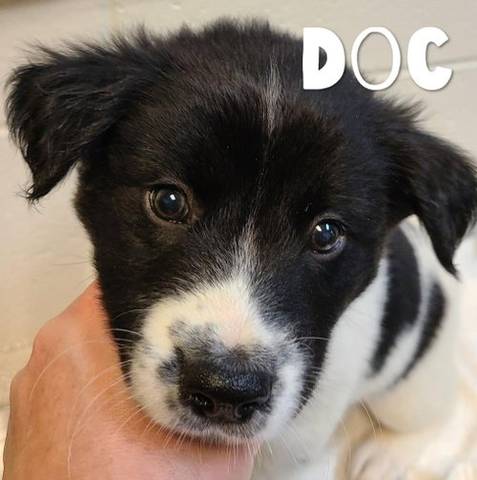 Doc, adopted