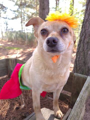 Ginger, adopted