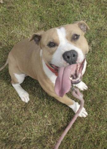 Jackson, adopted