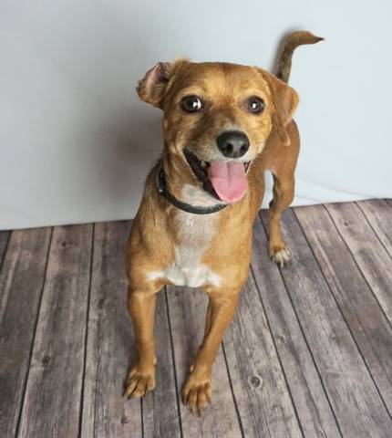 Reggie, adopted