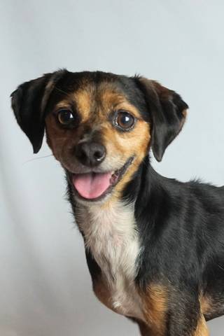 Moe, adopted