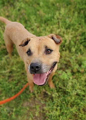 Aston, adopted