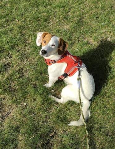 Watson, adopted