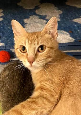 Dumpling, adopted