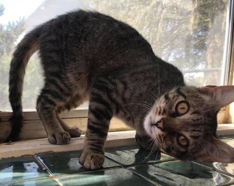 Briggs, adopted