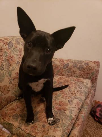 Reggie, adopted