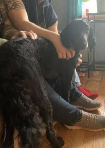 Rogue, adopted