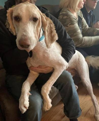 Tank (goldendoodle), adopted