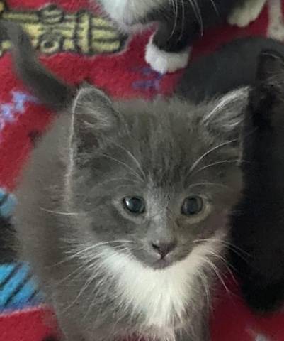 Marta, adopted