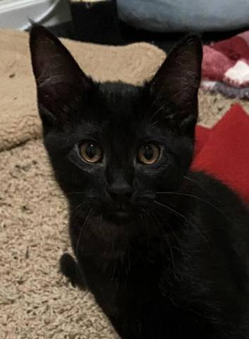 Marnie, adopted