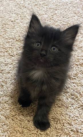 Marjorie, adopted