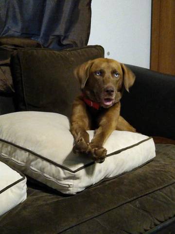 Stella, adopted