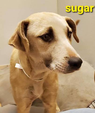 Sugar, adopted