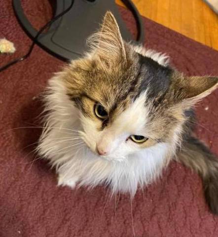 Zakk, adopted