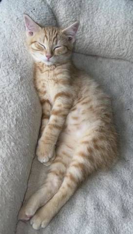 Noah, adopted