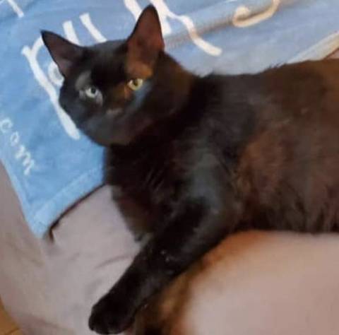 Bodee, adopted