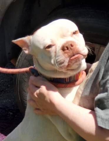Quincy, adopted