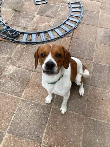 Opie, adopted