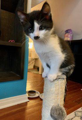 Cindy, adopted