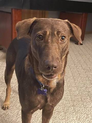 Attie, adopted