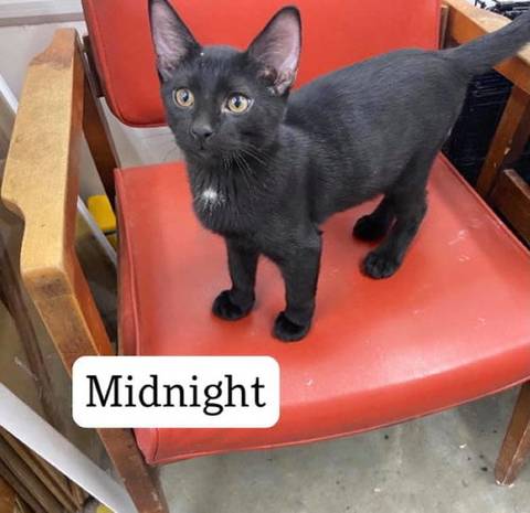 Midnight, adopted