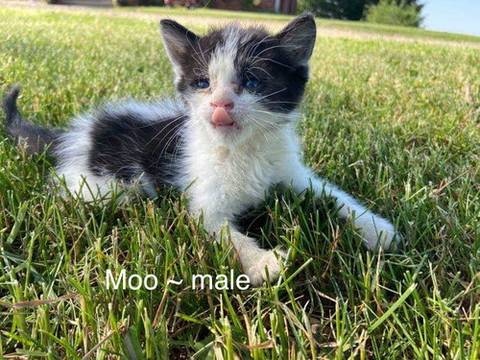 Moo, adopted