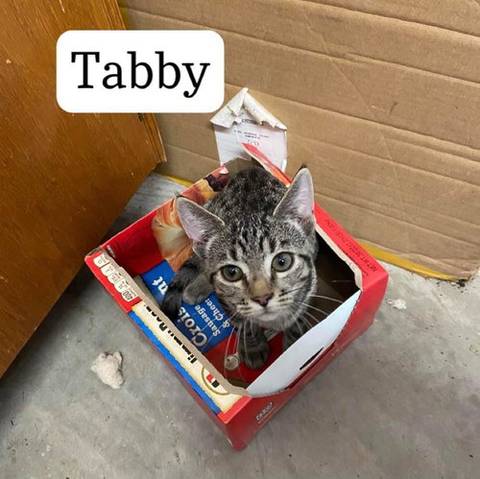 Tabby, adopted