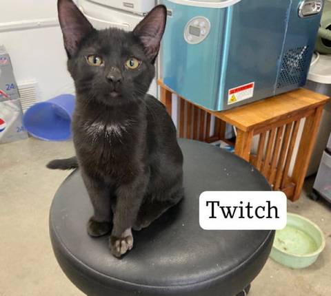 Twitch, adopted