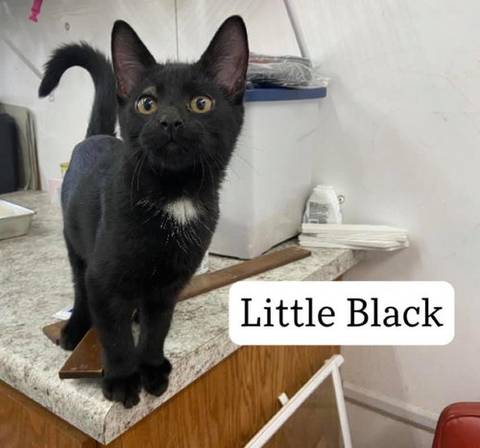Little Black, adopted