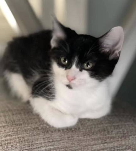 Dash, adopted