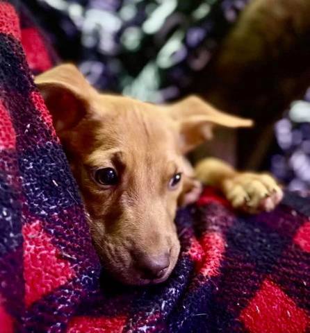 Parker, adopted
