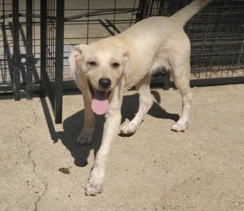 Tena, adopted