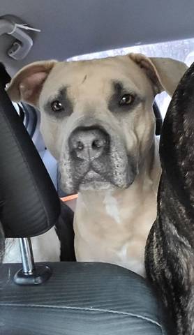 Mia, adopted