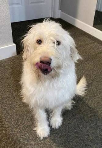 Hattie, adopted