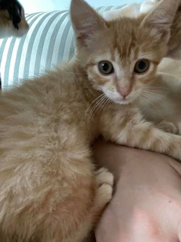 Cher, adopted