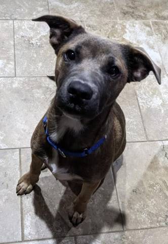 Jessie, adopted