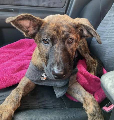 Denny, adopted