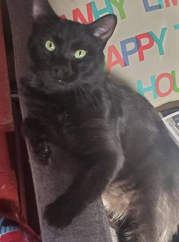 Bruin, adopted