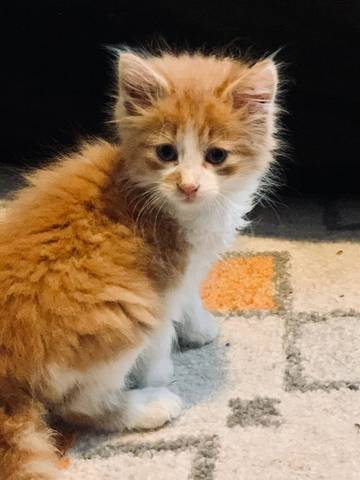 Moxie, adopted