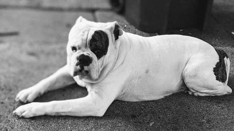 Bubba, adopted