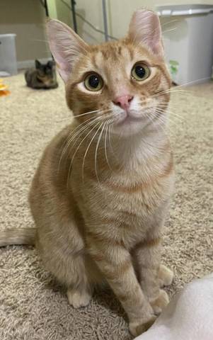 Clive, adopted