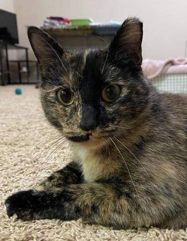 Penelope, adopted