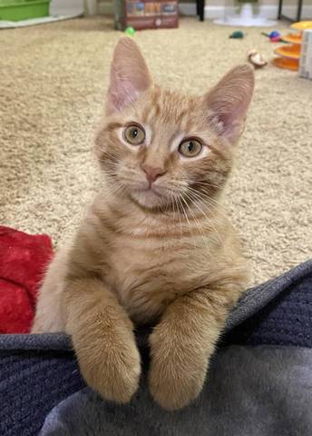 Pierogi, adopted
