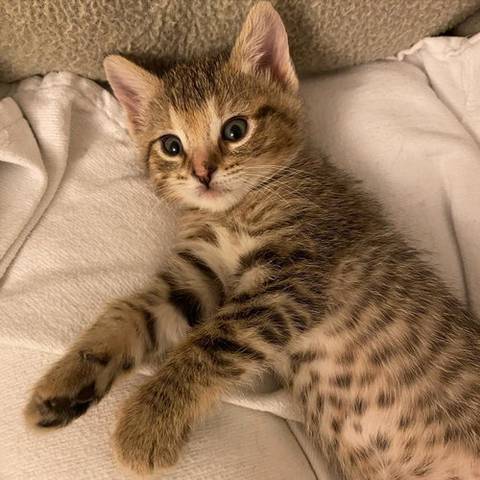 Ravioli, adopted