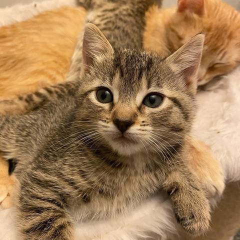 Samosa, adopted