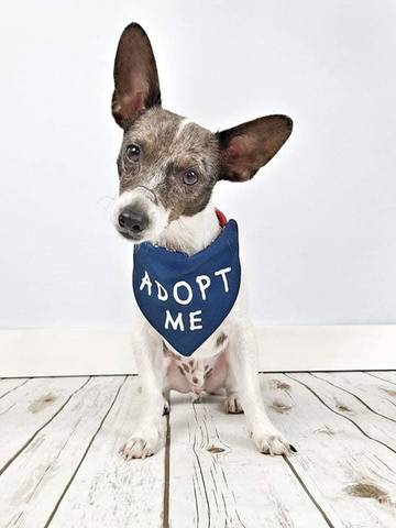 Radar, adopted