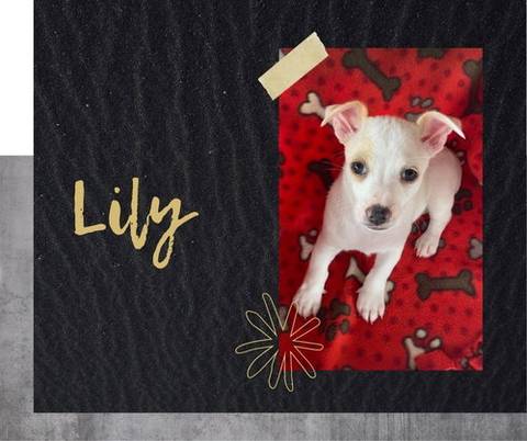 Lily, adopted