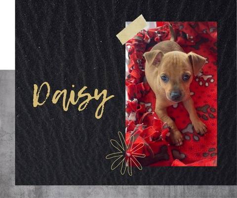 Daisy, adopted