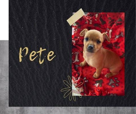 Pete, adopted